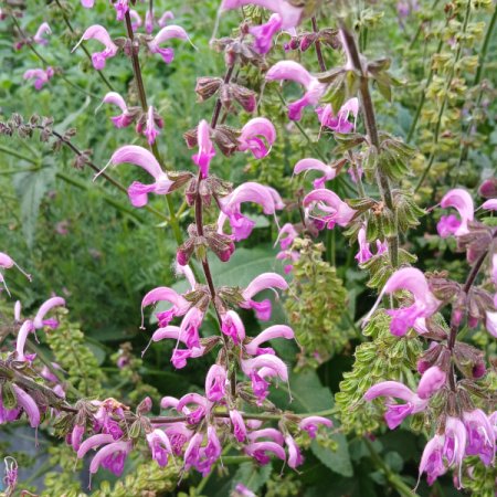 [0] Salvia pratensis 'Pink Bulldozer' - Wiesen-Salbei
