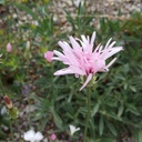 Crepis rubra - Roter Pippau
