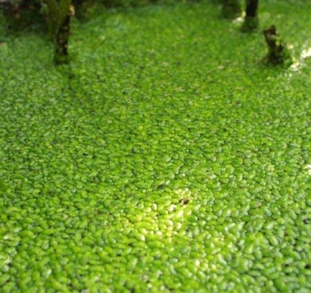 [0] Lemna minor - Kleine Wasserlinse