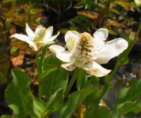 [0] Anemopsis californica - Kalifornischer Eidechsenschwanz