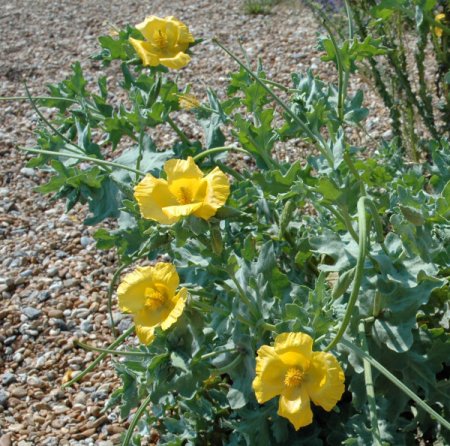 [0] Glaucium flavum - Hornmohn
