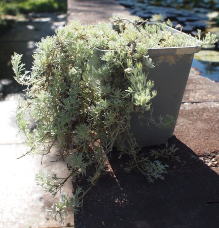 [0] Artemisia glacialis - Gletscherraute