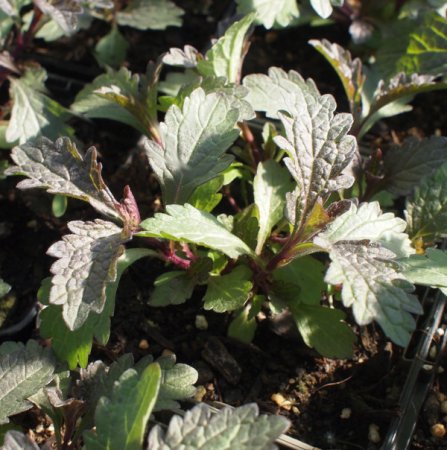 [0] Verbena officinalis 'Bampton' - Eisenkraut