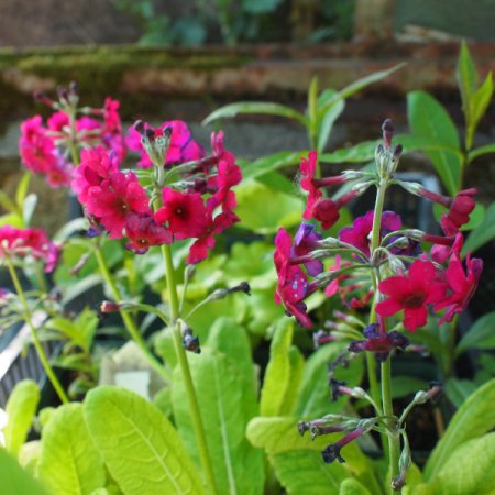 [0] Primula pulverulenta - Mehlstaub-Primel