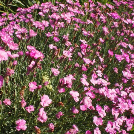 [0] Dianthus gratianopolitanus 'Eydangeri' - Pfingst-Nelke