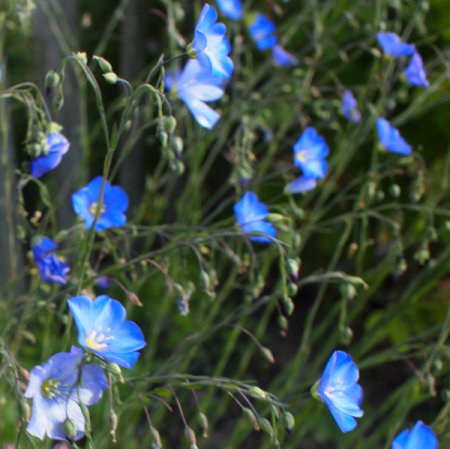 [0] Linum perenne - Stauden-Lein