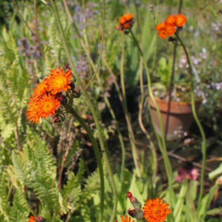 [0] Hieracium aurantiacum - Habichtskraut