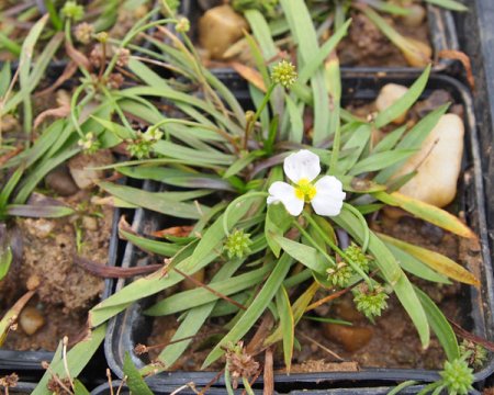 [0] Baldellia ranunculoides - Gewöhnlicher Igelschlauch
