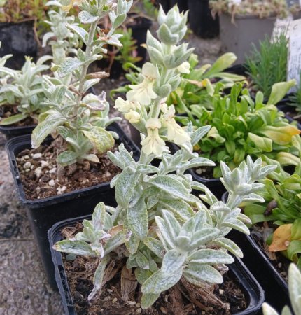 [0] Stachys iva - Mazedonischer Ziest