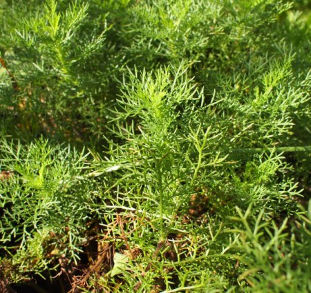 [0] Artemisia chamaemelifolia - Kamillen-Beifuß