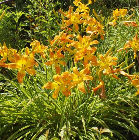 [0] Hemerocallis 'Lotsa Dots' - Taglilie