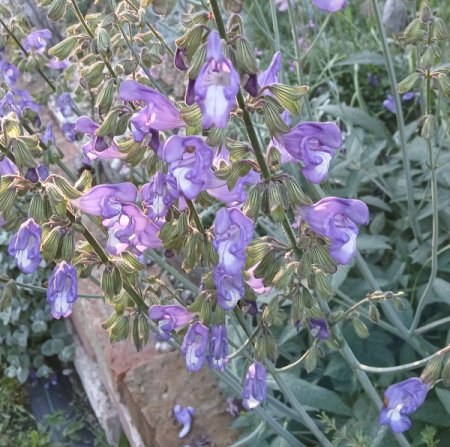 [0] Salvia ringens - Griechischer Salbei