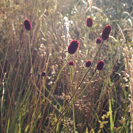 [0] Sanguisorba officinalis - Großer Wiesenknopf