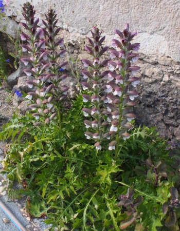 [0] Acanthus hungaricus - Balkan-Bärenklau
