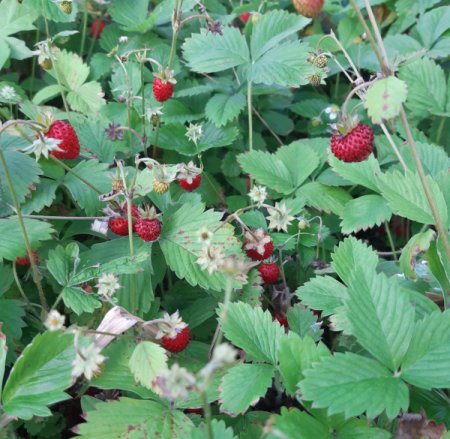 [0] Fragaria vesca var. vesca - Wald-Erdbeere