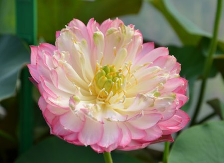 [0] Nelumbo 'Frühling auf dem Schreibtisch' - Lotos (wurzelnackt)