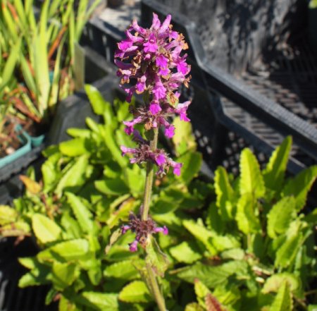 [0] Betonica officinalis - Echter Ziest (Staudensubstrat)