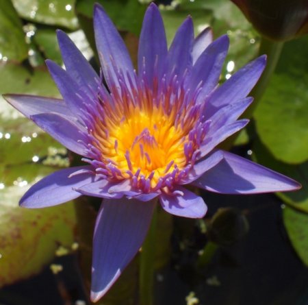 [0] Nymphaea 'Purple Thamanoon' - Tropische Seerose