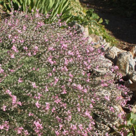 [0] Acantholimon caryophyllaceum - Igelpolster