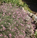 Acantholimon caryophyllaceum - Igelpolster