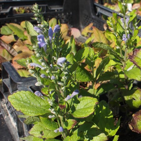 [0] Scutellaria incana - Herbst-Helmkraut