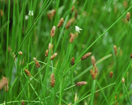 [0] Eleocharis palustris - Gewöhnliche Sumpfbinse - Hydro (wurzelnackt)