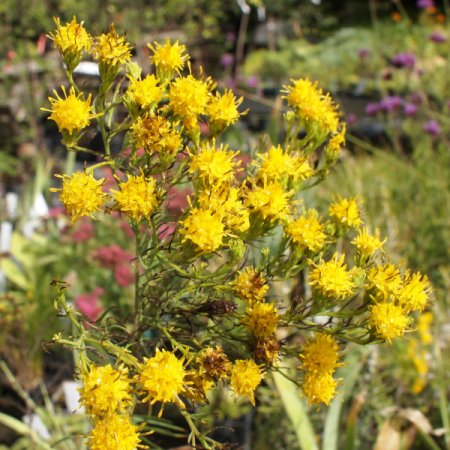 [0] Aster linosyris - Goldhaar-Aster