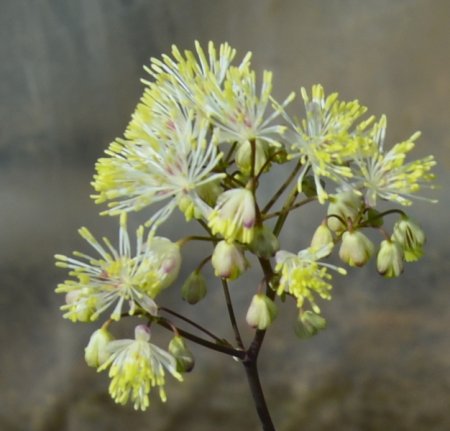 [0] Thalictrum aquilegifolium 'Mali me Gropa' - Akeleiblättrige Wiesenraute