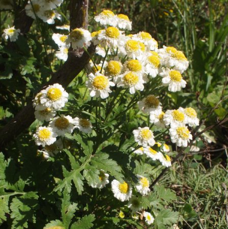 [0] Tanacetum parthenium - Mutterkraut