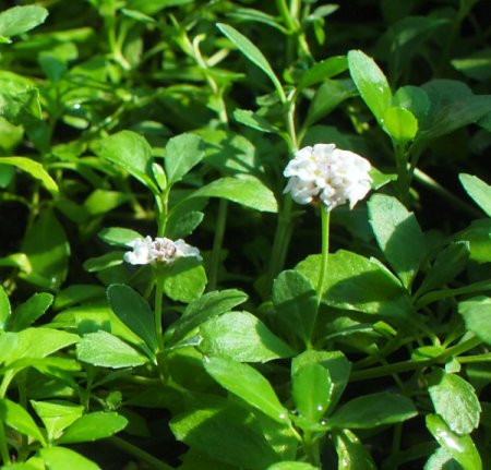 [0] Phyla nodiflora - Teppichverbene