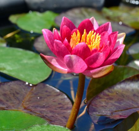 [0] Nymphaea 'Andreana' - Seerose