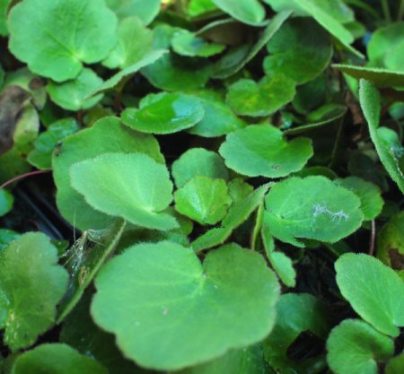 [0] Saxifraga stolonifera - Kriech-Steinbrech