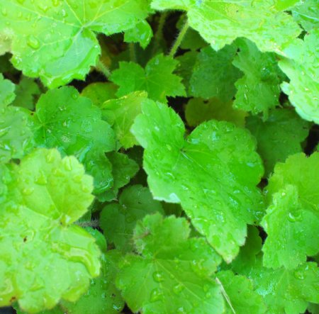 [0] Heuchera villosa var. macrorrhiza - Zottiges Silberglöckchen