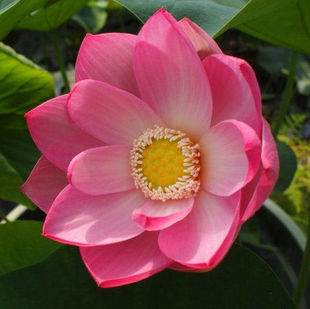 [0] Nelumbo 'Kermesina' - Lotos (wurzelnackt)
