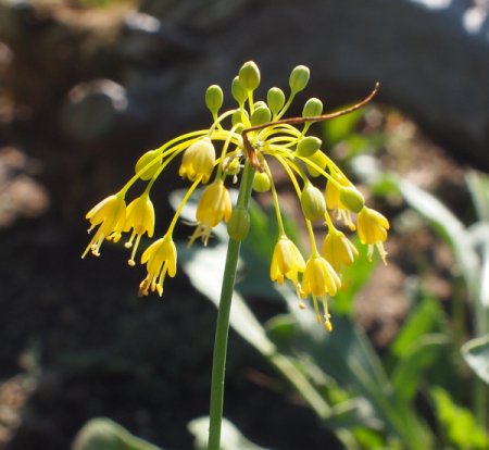 [0] Allium flavum - Gelber Lauch