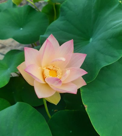 [0] Nelumbo 'Kleiner dreifarbiger Lotos' - Lotos (wurzelnackt)