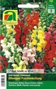 Löwenmaul Elfenspiel Prachtmischung (Antirrhinum)