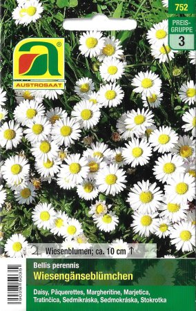 [0] Wiesengänseblümchen (Bellis perennis)
