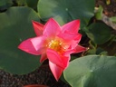 Nelumbo 'Rote Dämmerung' - Lotos