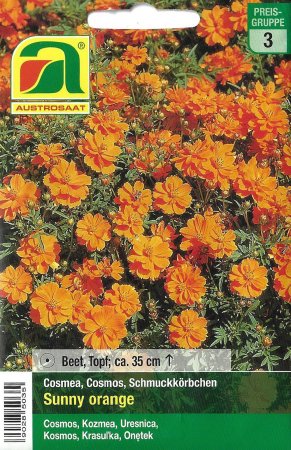 [0] Cosmea Sunny Orange (Cosmos bipinnatus)