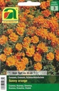 Cosmea Sunny Orange (Cosmos bipinnatus)