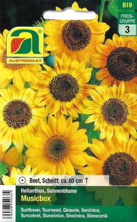 [0] Sonnenblume Musicbox (Helianthus annuus)