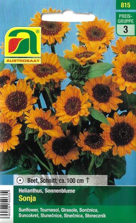 [0] Sonnenblume Sonja (Helianthus annuus)