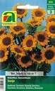 Sonnenblume Sonja (Helianthus annuus)