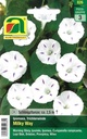 Trichterwinde Milky Way (Ipomoea purpurea)