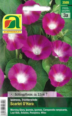 [0] Trichterwinde Scarlet O'Hara (Ipomoea tricolor)