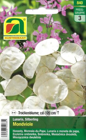 [0] Silberling Mondviole (Lunaria biennis)