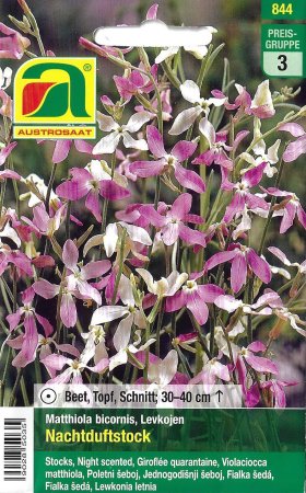 [0] Levkoje, Nachtduftstock (Matthiola bicornis)
