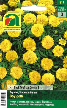 [0] Studentenblume Boy Gelb (Tagetes patula)