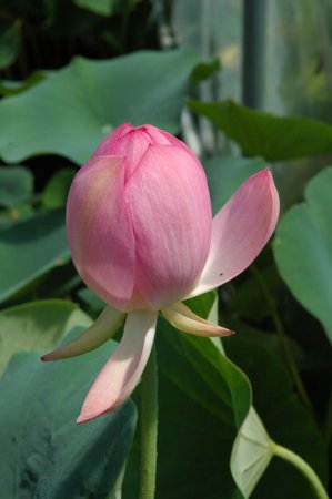 [0] Nelumbo 'Shomaihi' - Lotos